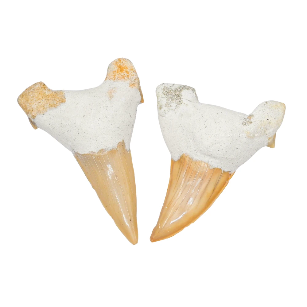 Shark Tooth 1 Pieces - Large