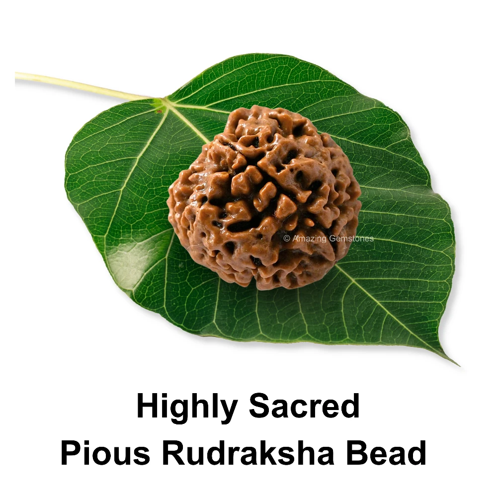 Authentic 4 Mukhi Rudraksha Bead