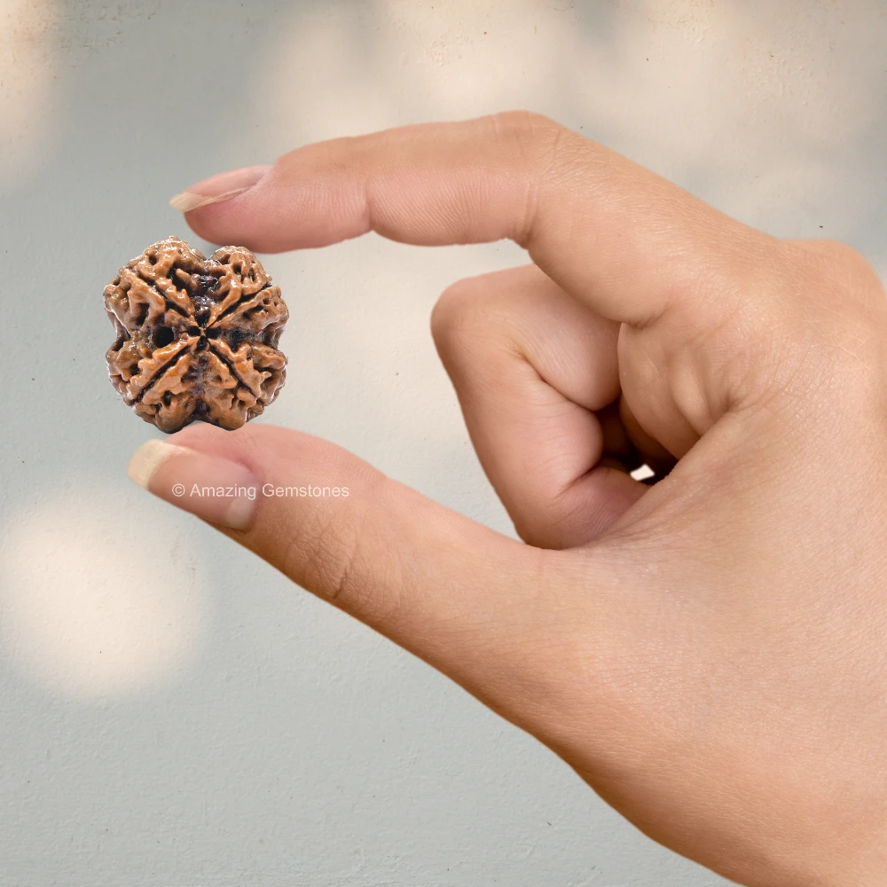 Authentic 4 Mukhi Rudraksha Bead