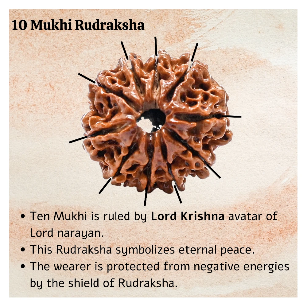 Authentic 10 Mukhi Rudraksha Bead