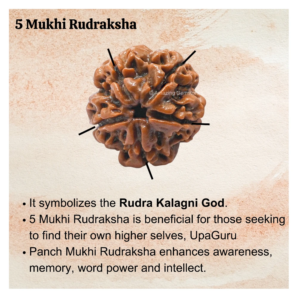Authentic 5 Mukhi Rudraksha Bead