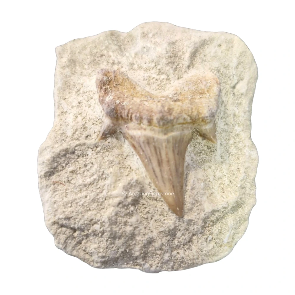 Authentic Fossilized Shark Tooth in Natural Rock