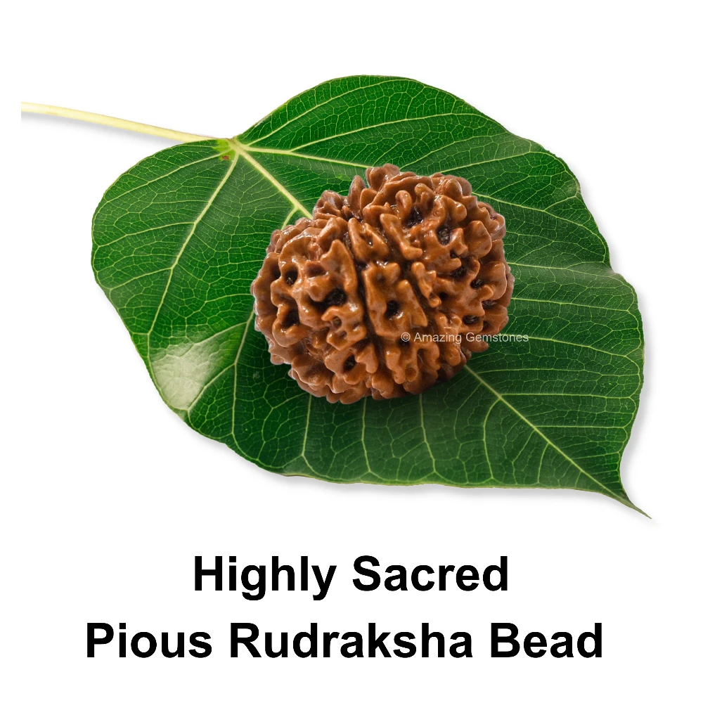 Authentic 8 Mukhi Rudraksha Bead
