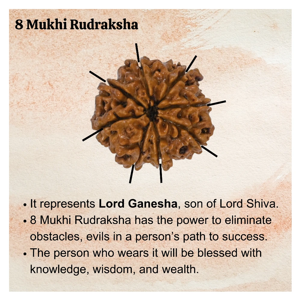 Authentic 8 Mukhi Rudraksha Bead