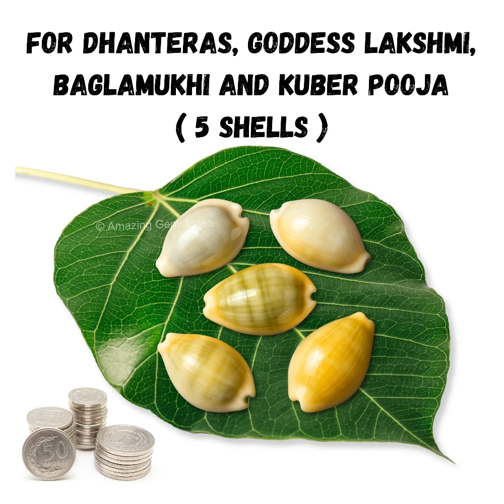 Yellow Cowrie Shells - Large (Set of 5)
