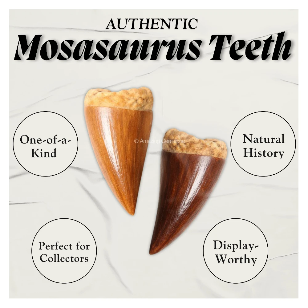 Natural Fossilized Mosasaurus Tooth