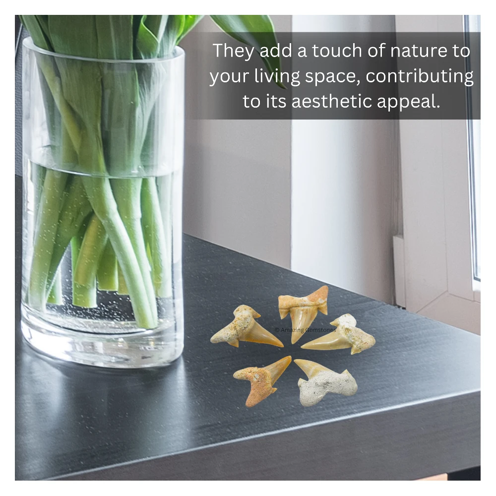 Shark Tooth 5 Pieces