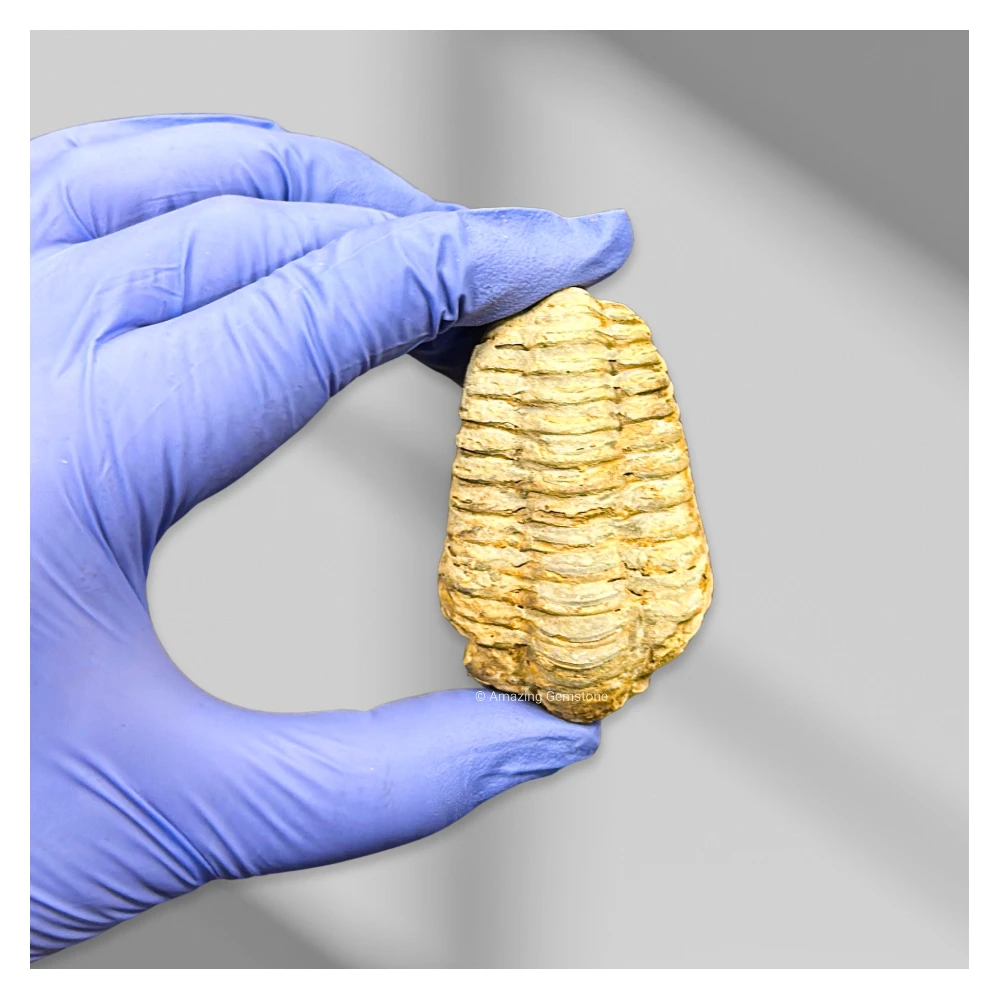 Trilobites (2 Inch)