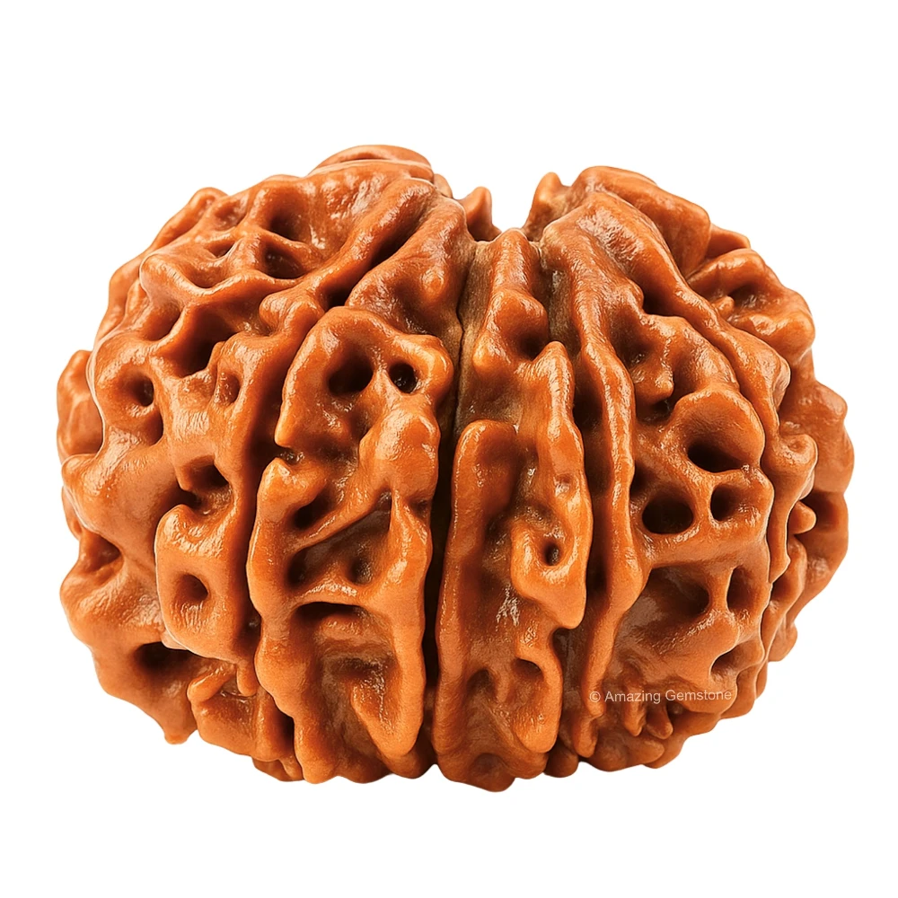 Authentic 10 Mukhi Rudraksha Bead