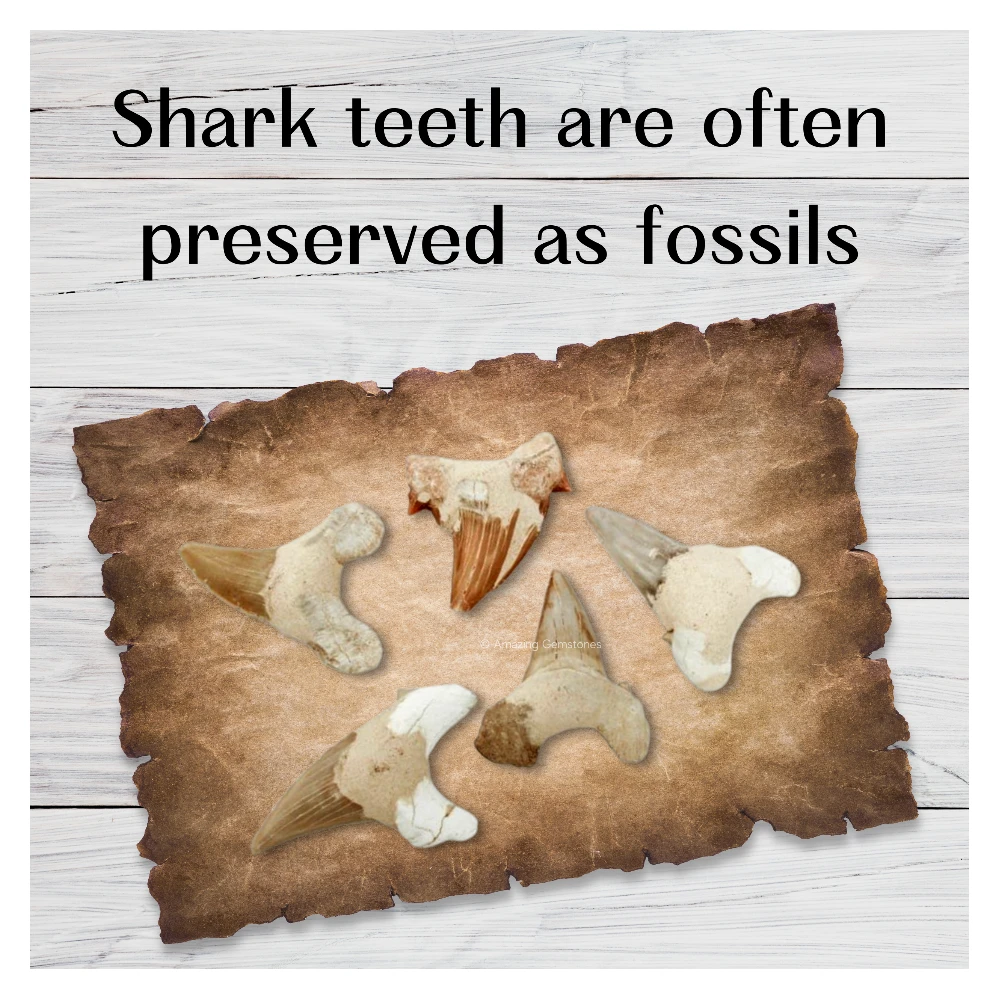 Big Shark Tooth (Set of 2)