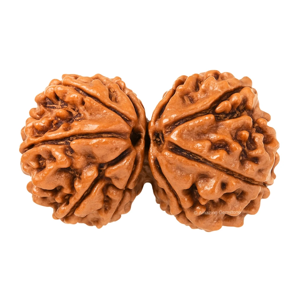 Authentic Gauri Shankar Rudraksha Bead