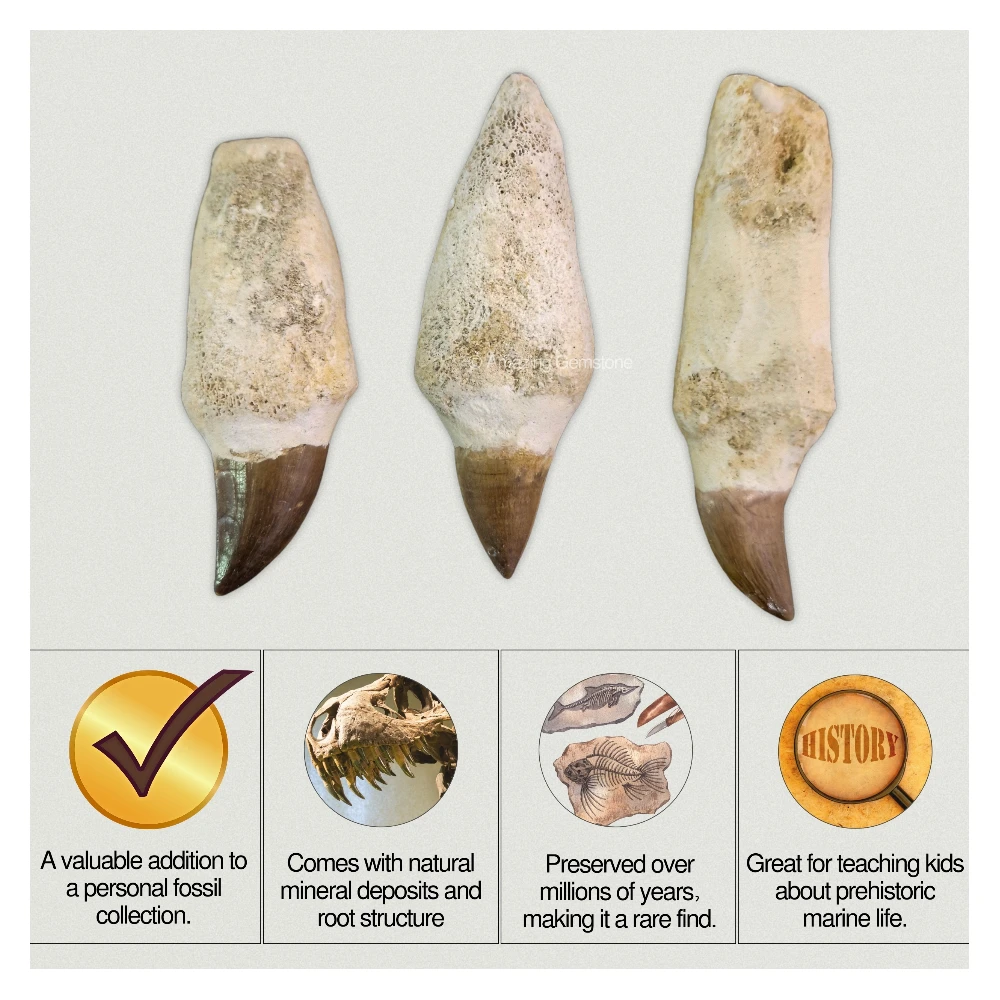 Mosasaurus Tooth