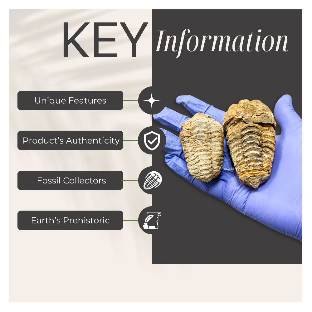Trilobites (2 Inch)