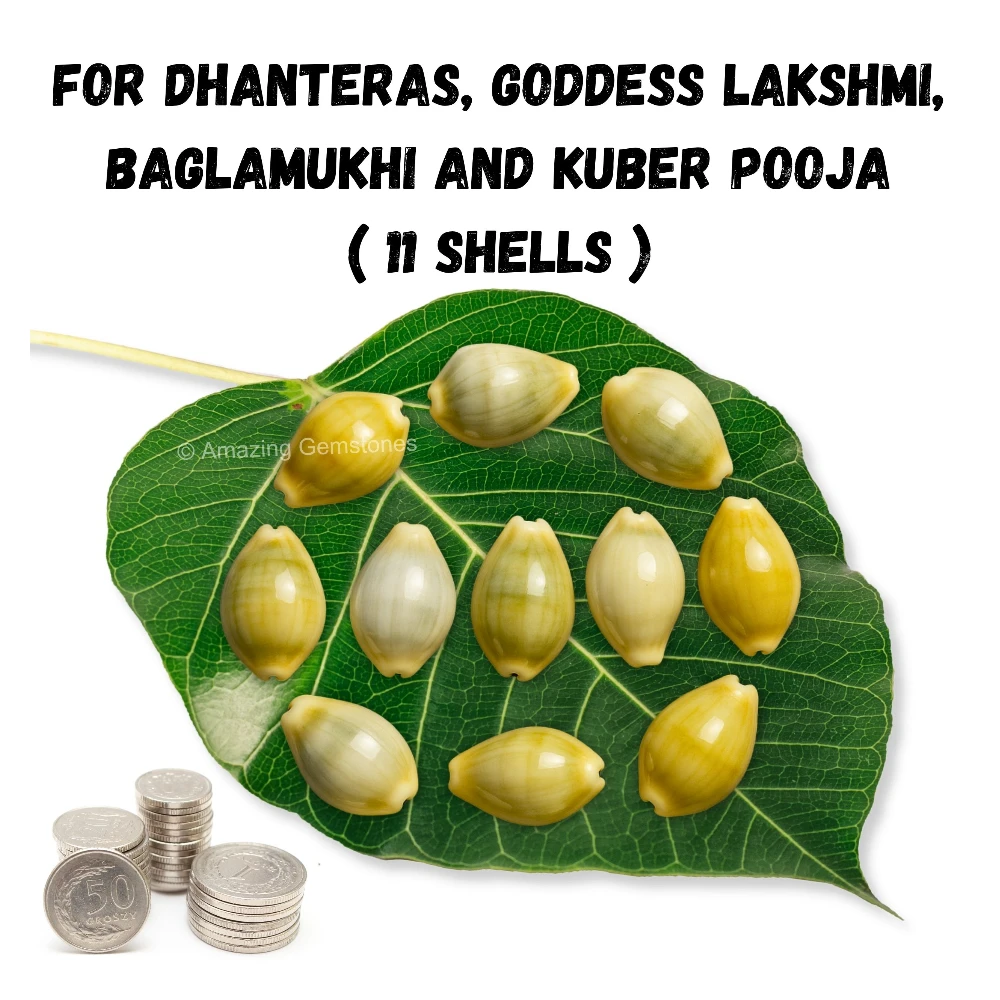 Yellow Cowrie Shells - Large (Set of 11)