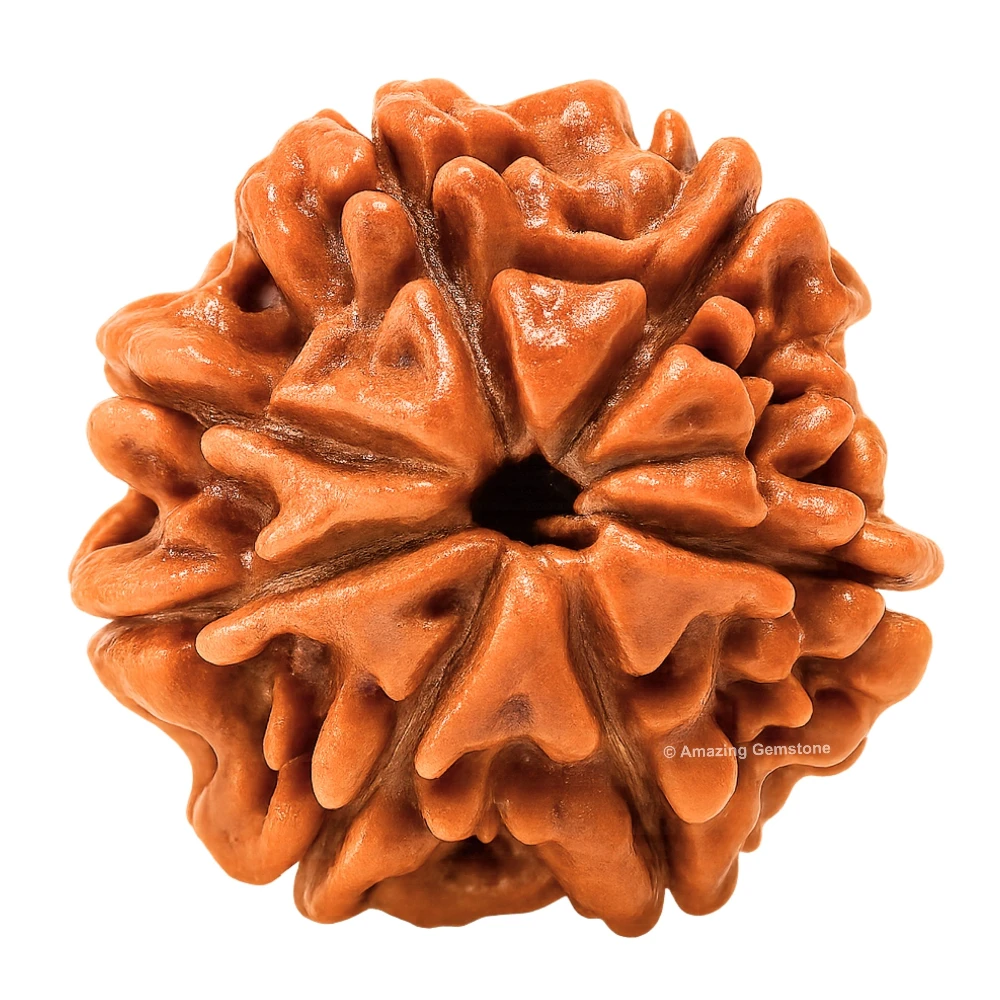 Authentic 7 Mukhi Rudraksha Bead