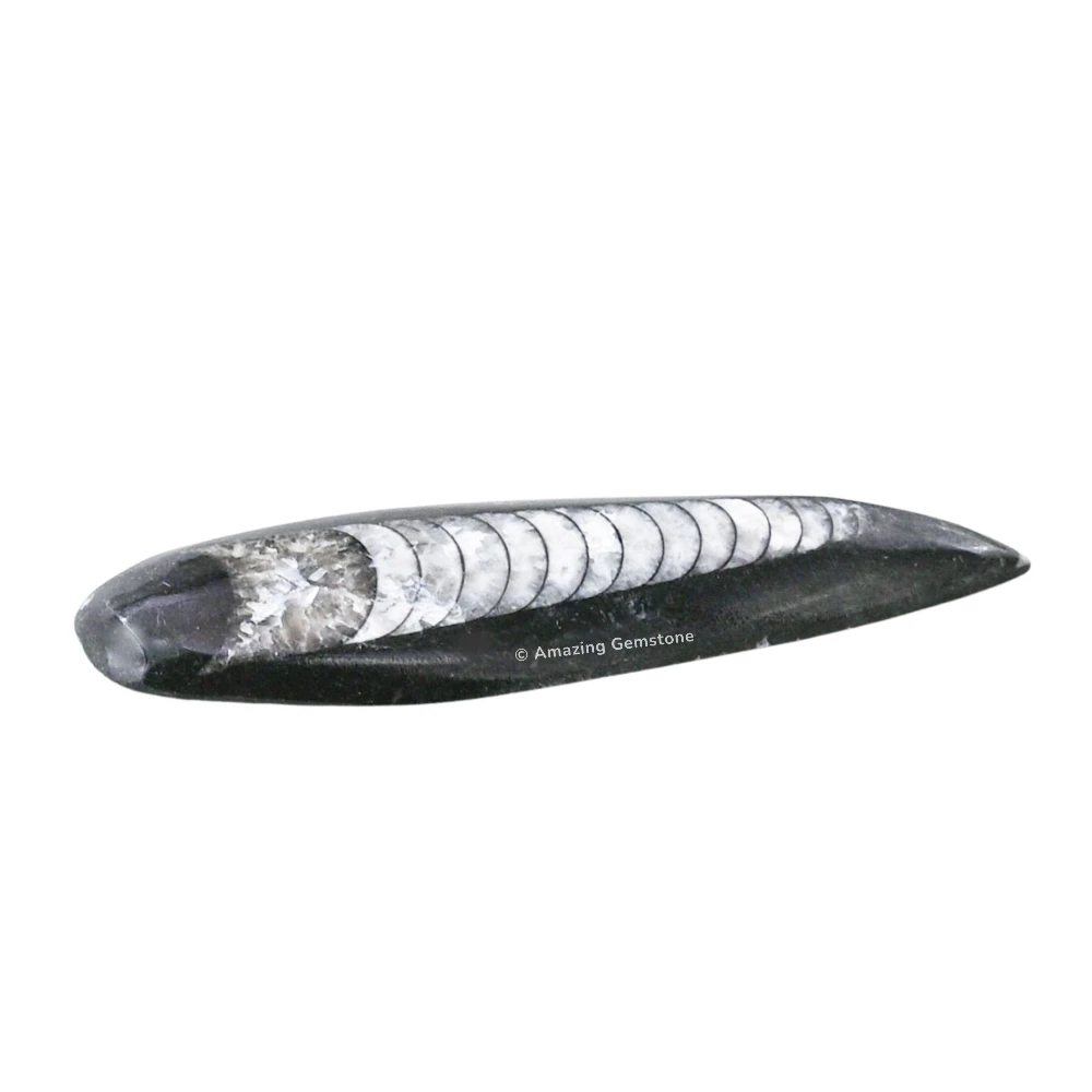 Orthoceras Fossil Kuber Stone (2-3 Inch)
