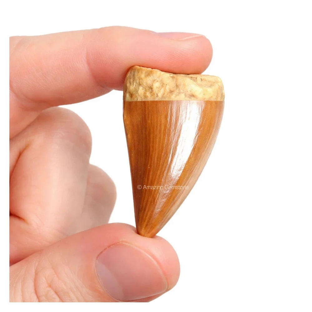 Natural Fossilized Mosasaurus Tooth