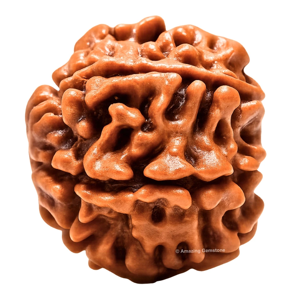 Authentic 7 Mukhi Rudraksha Bead