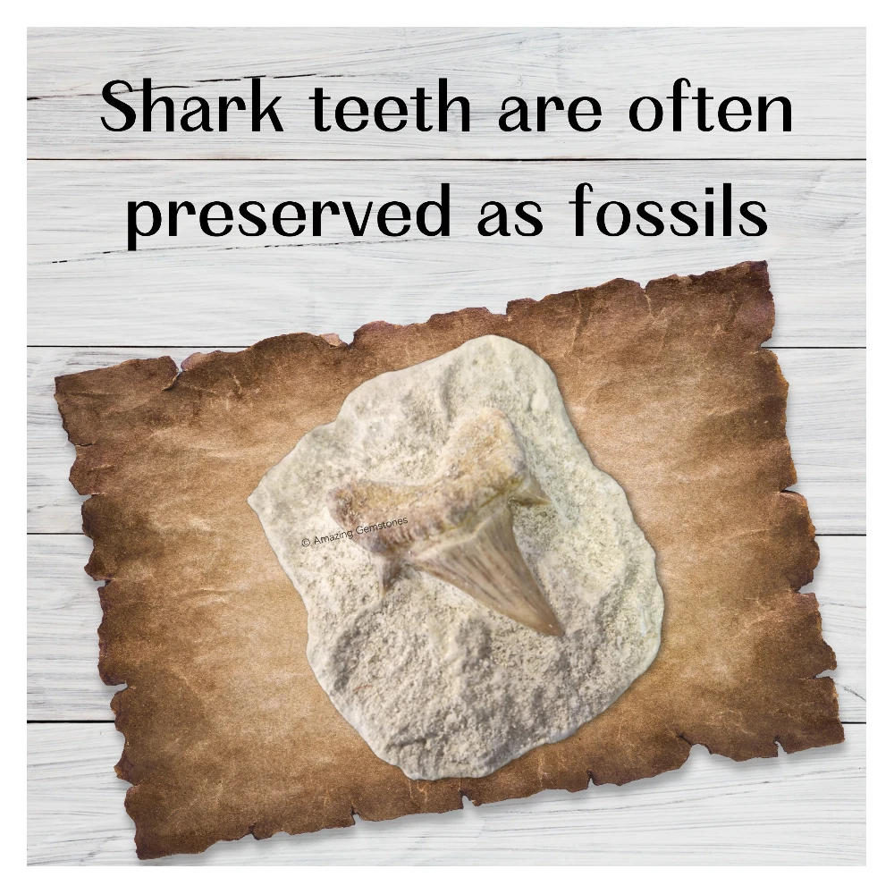 Authentic Fossilized Shark Tooth in Natural Rock