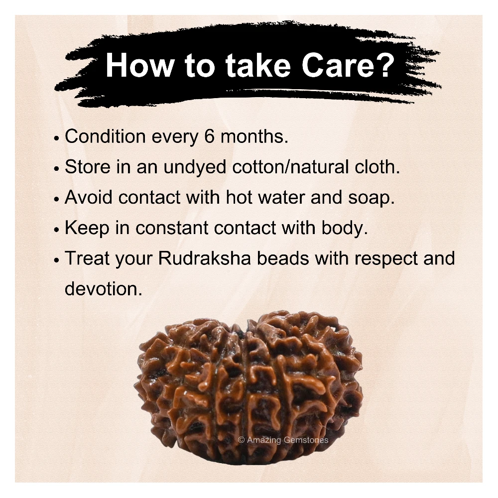 Authentic 12 Mukhi Rudraksha Bead