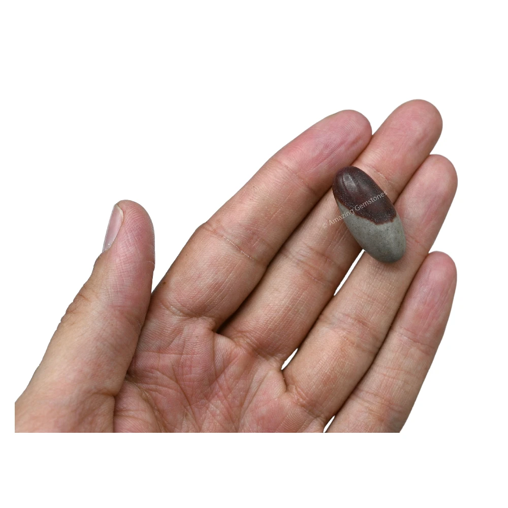 Narmadeshwar Shiva Lingam Stone(Unpolished) (1.5 Inch)
