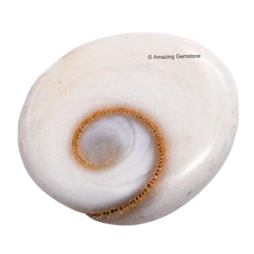 11 Pieces Gomti Chakra (10mm)