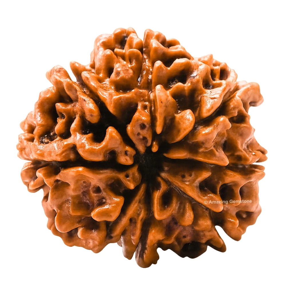 Authentic 8 Mukhi Rudraksha Bead