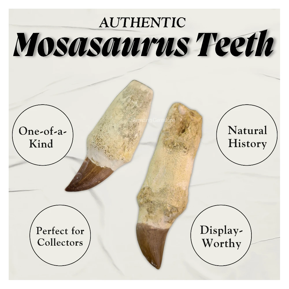 Mosasaurus Tooth