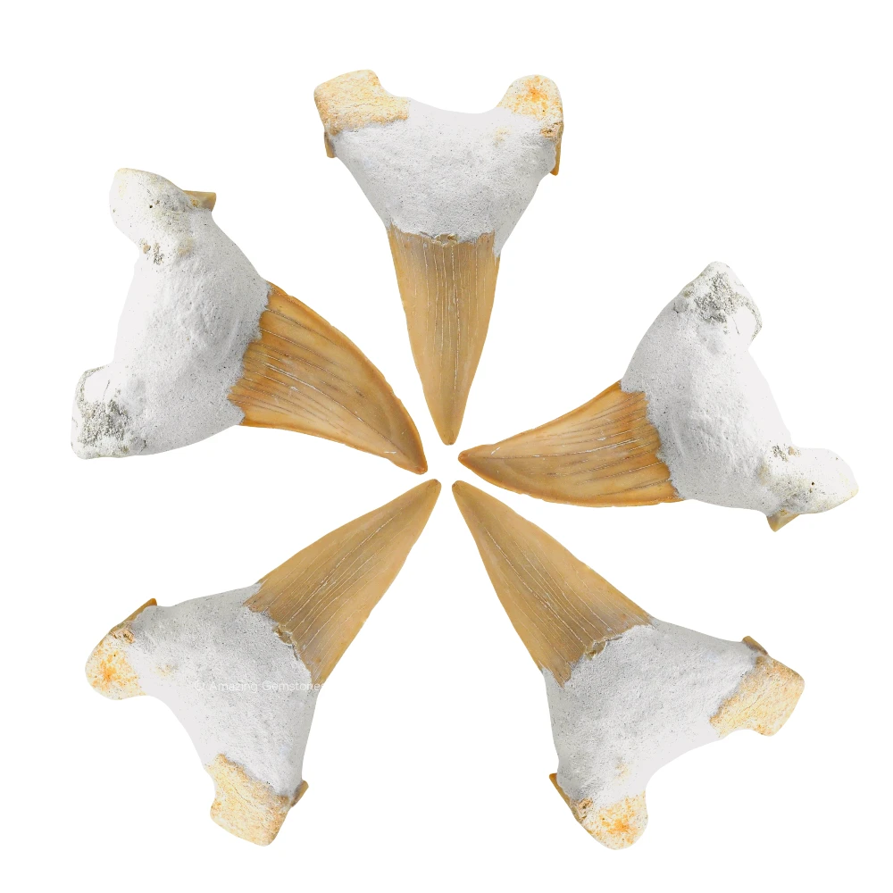 Big Shark Tooth (Set of 2)