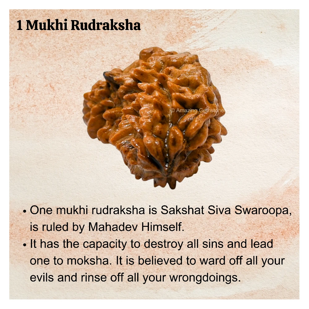 Authentic 1 Mukhi Rudraksha Bead