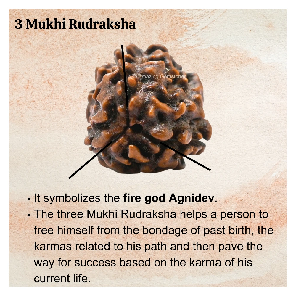 Authentic 3 Mukhi Rudraksha Bead