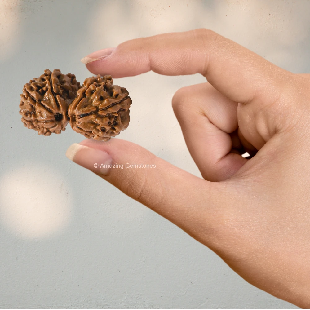 Authentic Gauri Shankar Rudraksha Bead