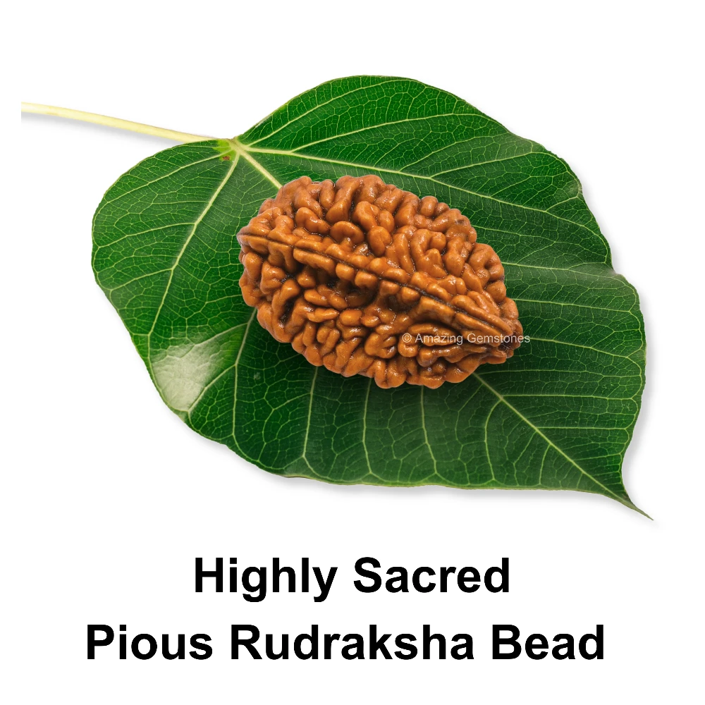 Authentic 2 Mukhi Rudraksha Bead