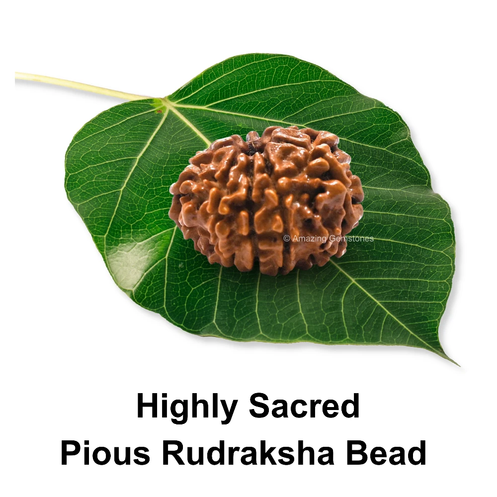 Authentic 9 Mukhi Rudraksha Bead