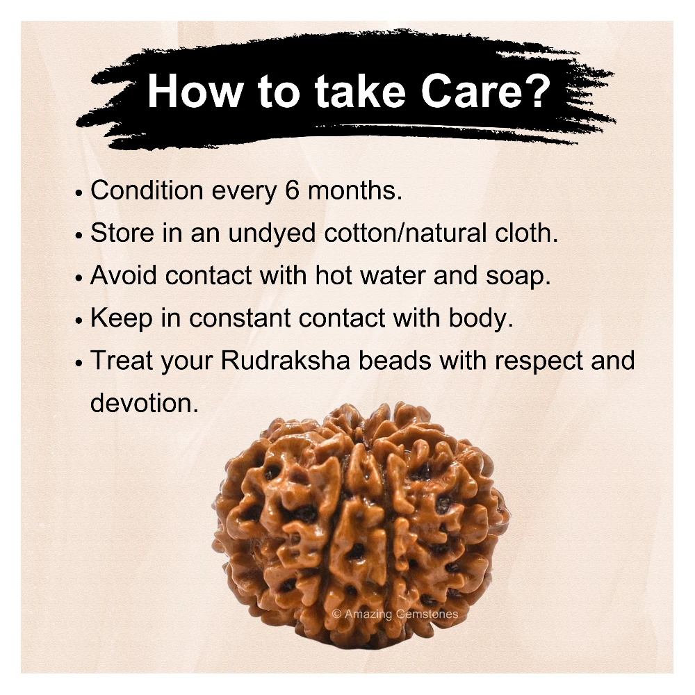 Authentic 8 Mukhi Rudraksha Bead