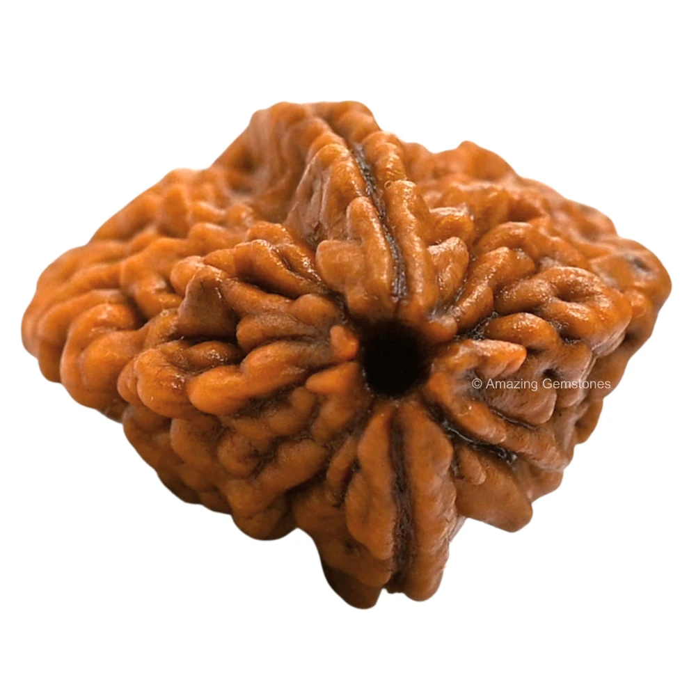 Authentic 2 Mukhi Rudraksha Bead