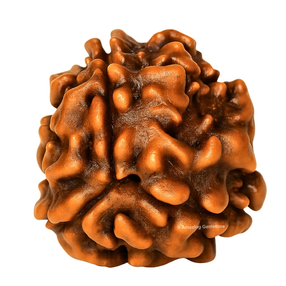Authentic 3 Mukhi Rudraksha Bead