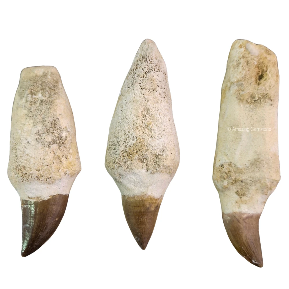 Mosasaurus Tooth