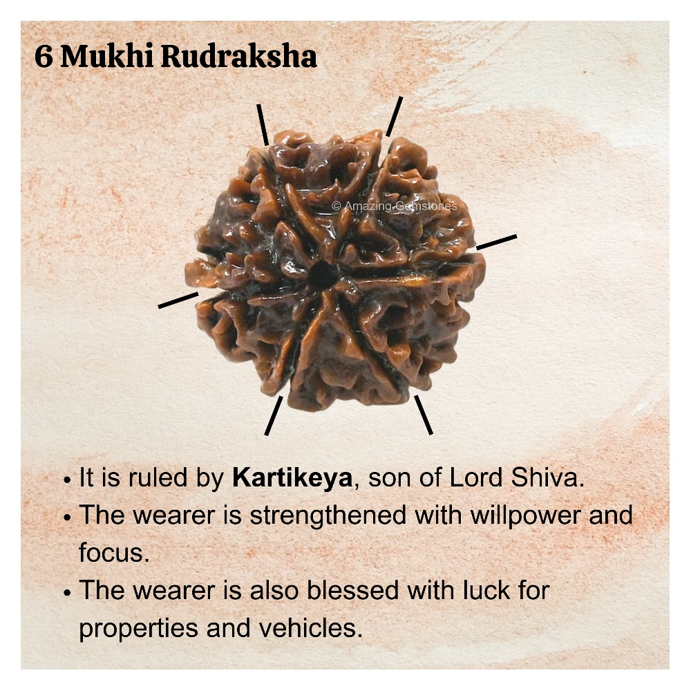 Authentic 6 Mukhi Rudraksha Bead