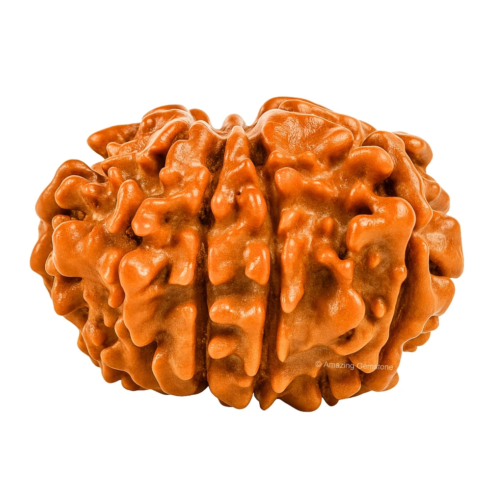 Authentic 9 Mukhi Rudraksha Bead