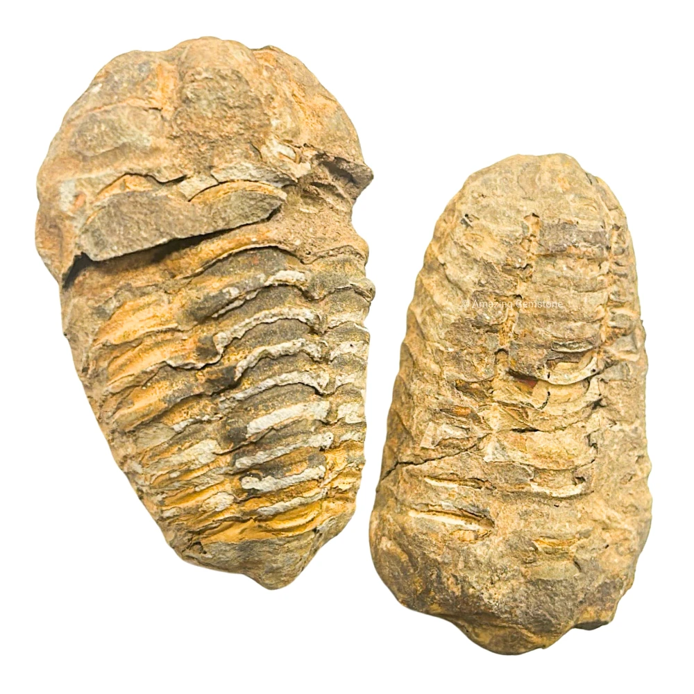 Trilobites (2 Inch)