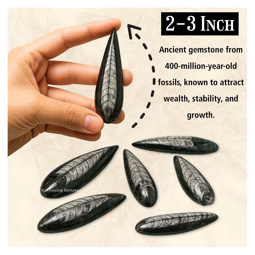 Orthoceras Fossil Kuber Stone (2-3 Inch)