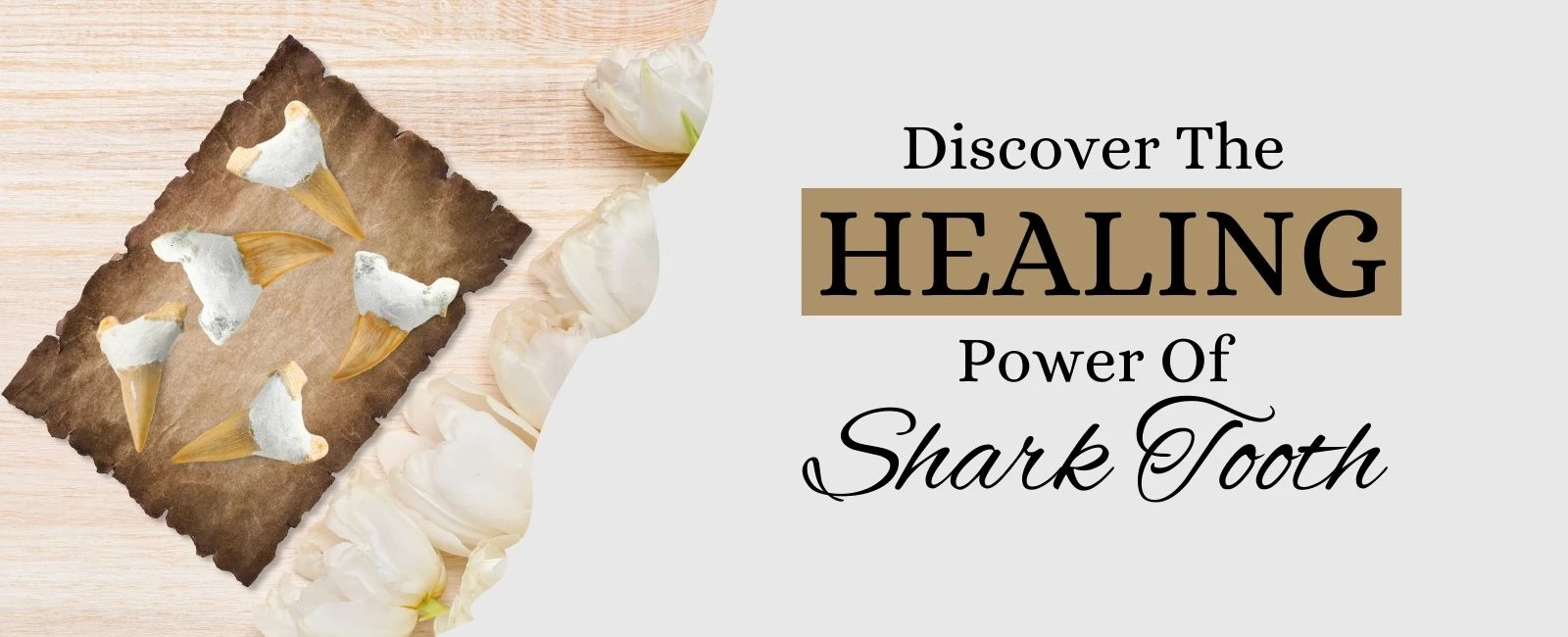 Shark Tooth Amulets: Ancient Protection and Modern Trends