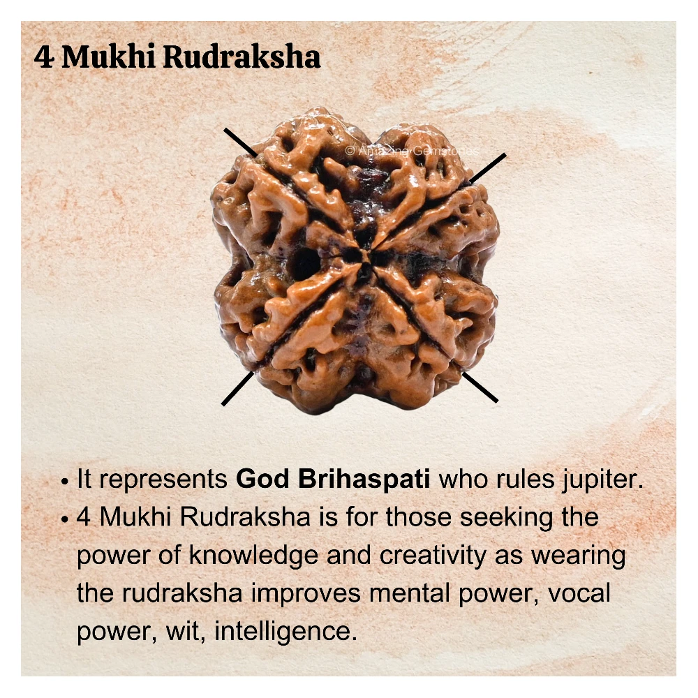 Authentic 4 Mukhi Rudraksha Bead