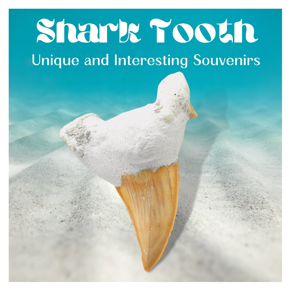 Big Shark Tooth (Set of 2)