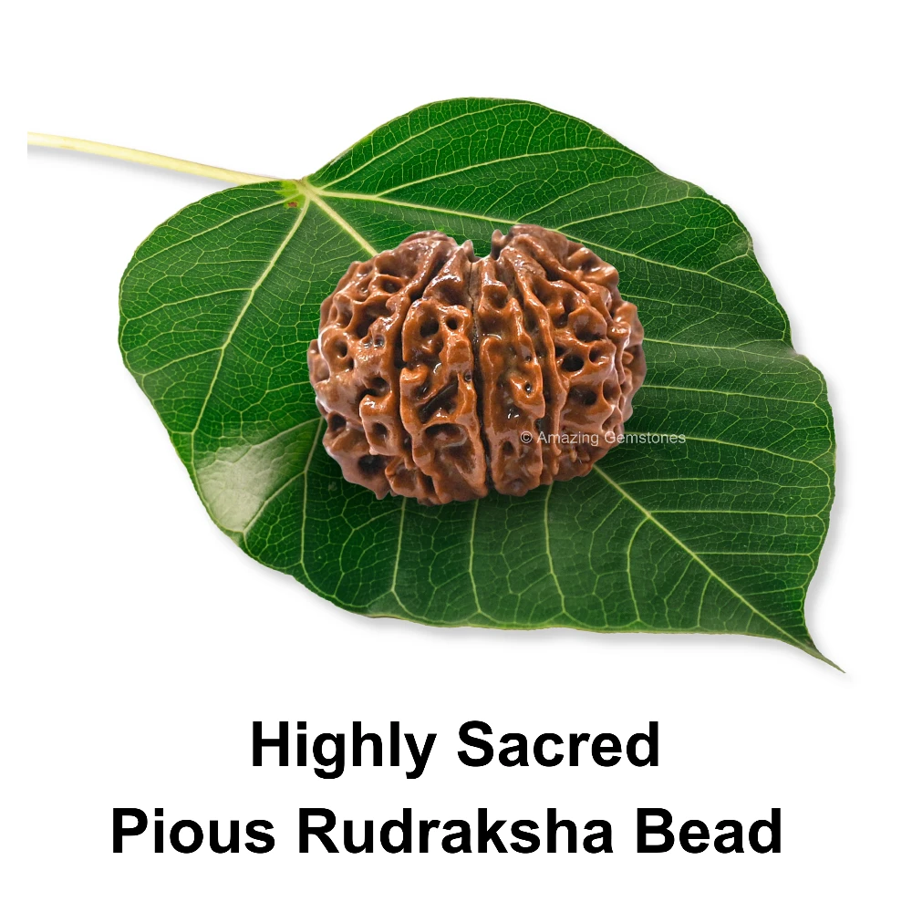 Authentic 10 Mukhi Rudraksha Bead