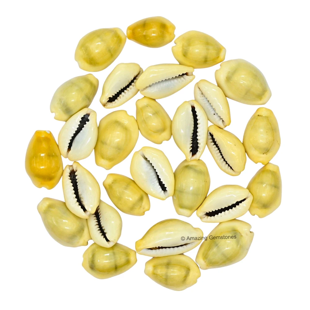 Yellow Cowrie Shells (Set of 11)
