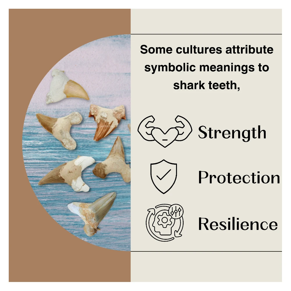 Shark Tooth 5 Pieces