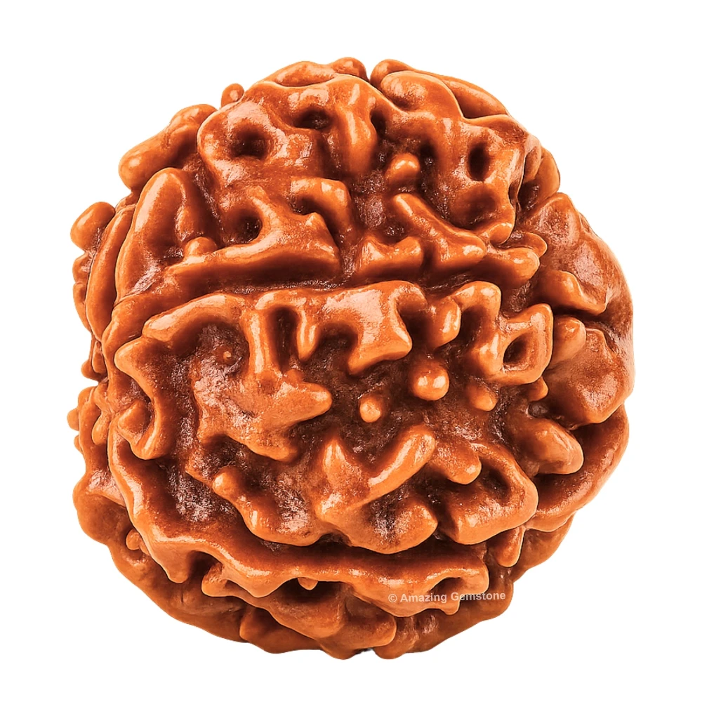Authentic 6 Mukhi Rudraksha Bead