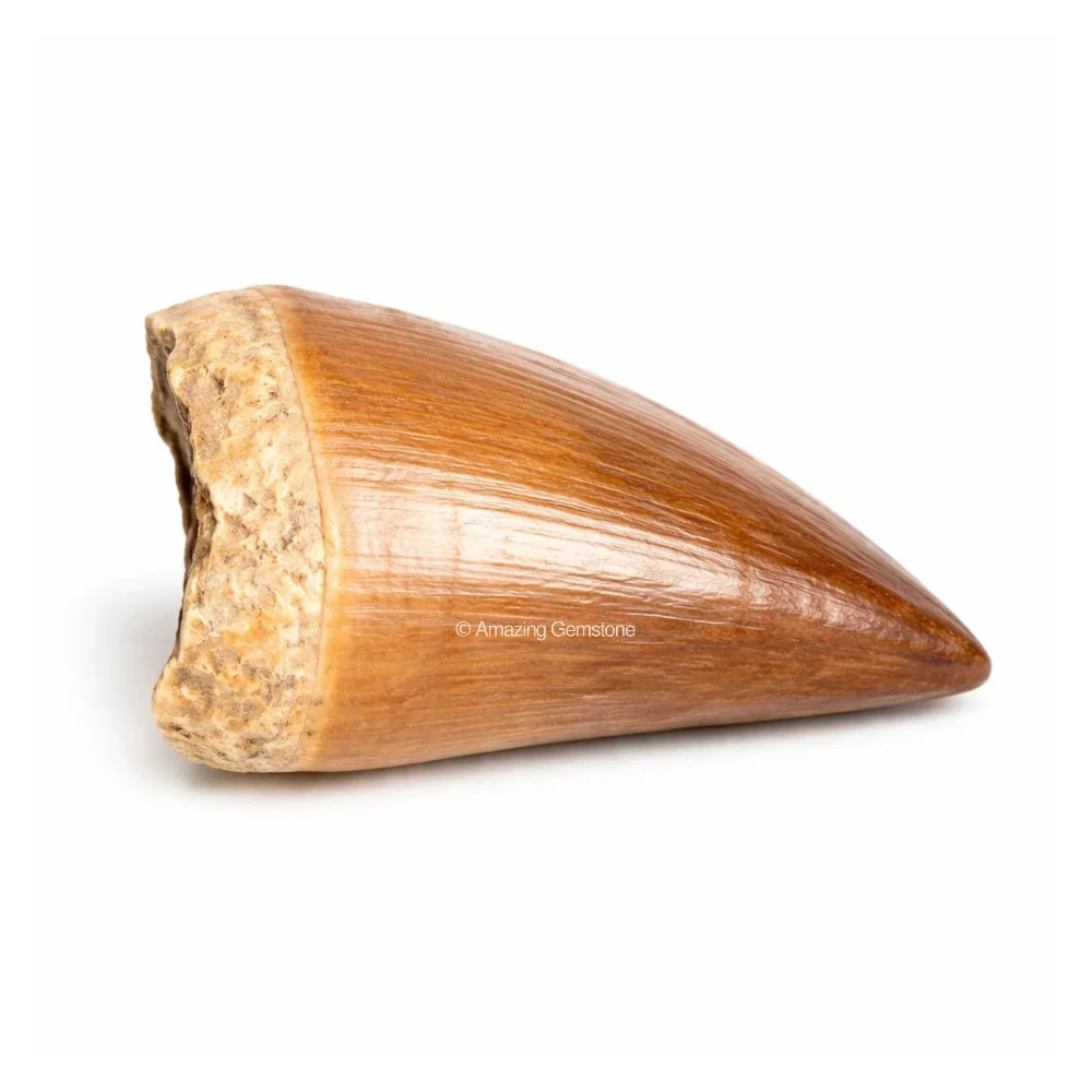 Natural Fossilized Mosasaurus Tooth